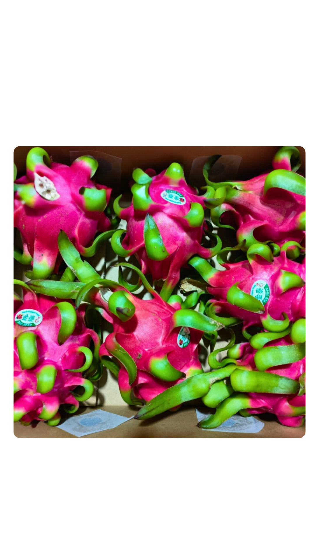 Dragon Fruits -  /user-content/4c24b752-b679-4ea5-b19a-bece42141b31.png
