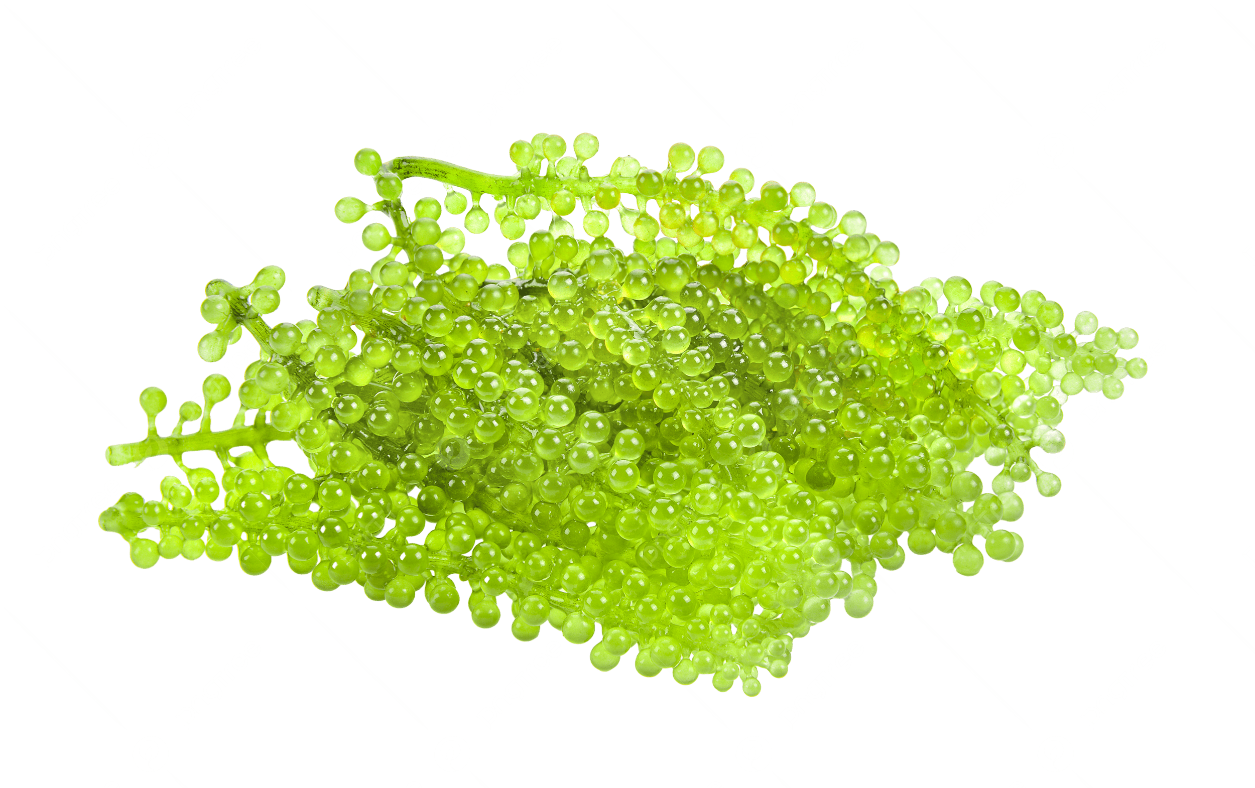 Dehydrated green caviar -  /user-content/622fc254-c4a7-4525-b874-5a9cebfd7ee7.png