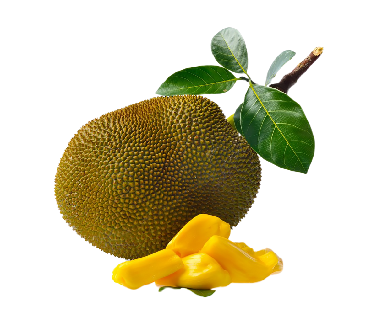 Jackfruit -  /user-content/6409c33b-f8bd-49b8-93b0-5f1f215c05db.png