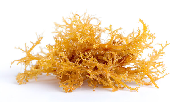Sea Moss -  /user-content/836ae2a0-43f1-4ee8-99db-9595af8d6d3a.jpg